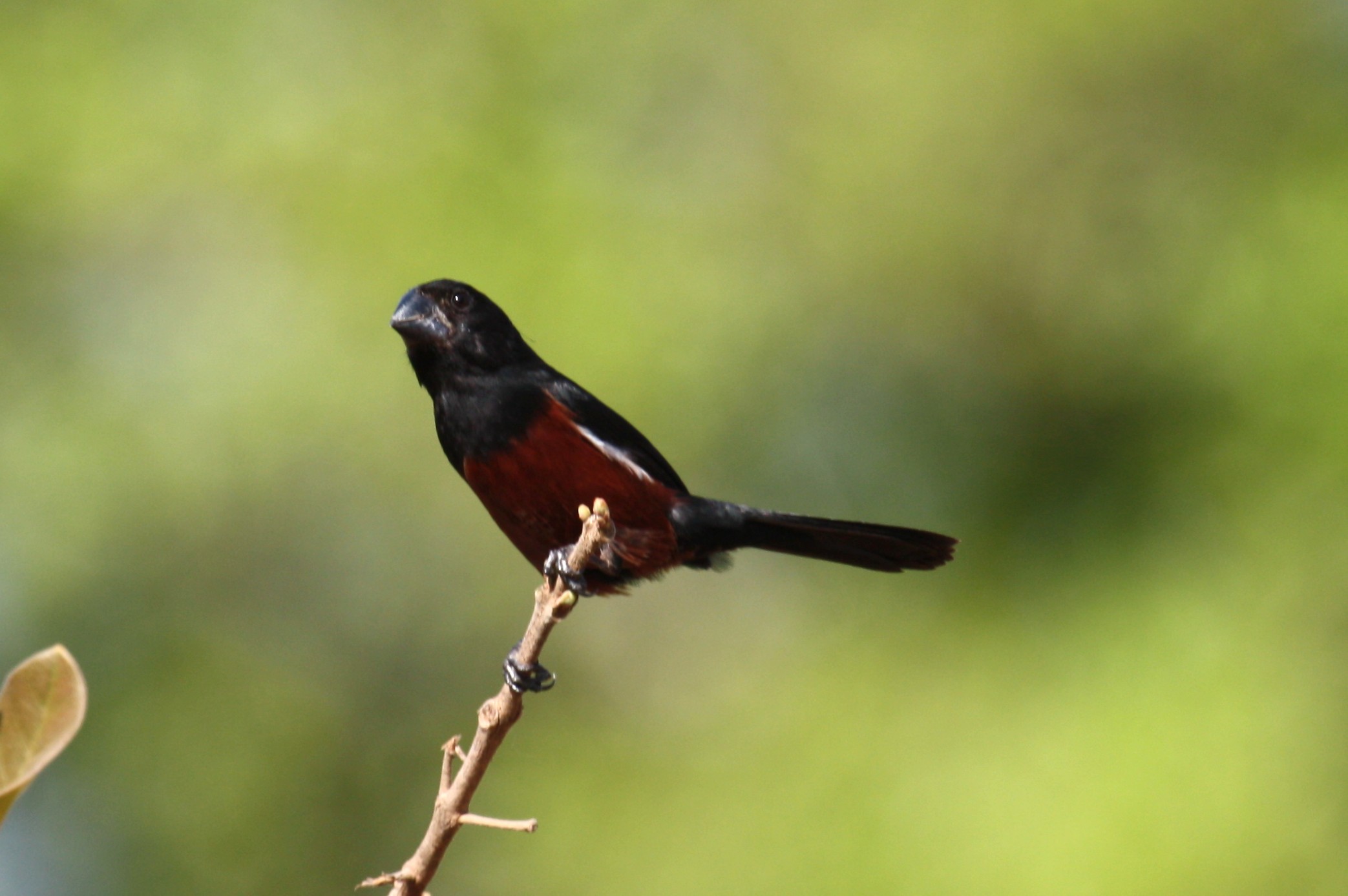 Passeriformes